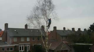 Rooien van een berkenboom in Oss kromstraat